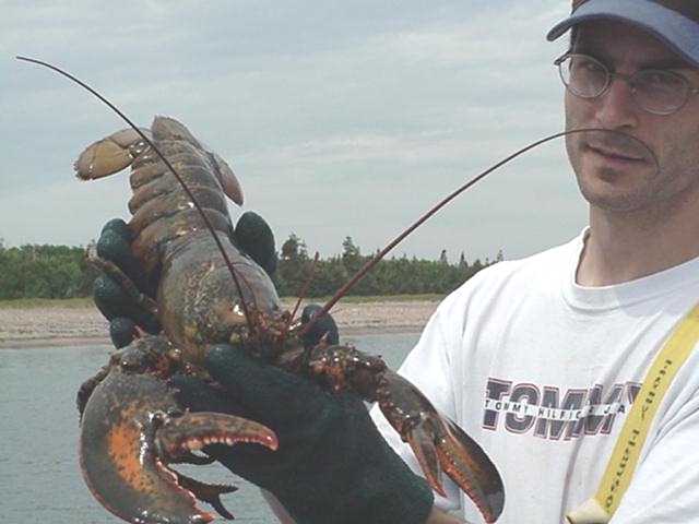 Now thats a nice Lobster!